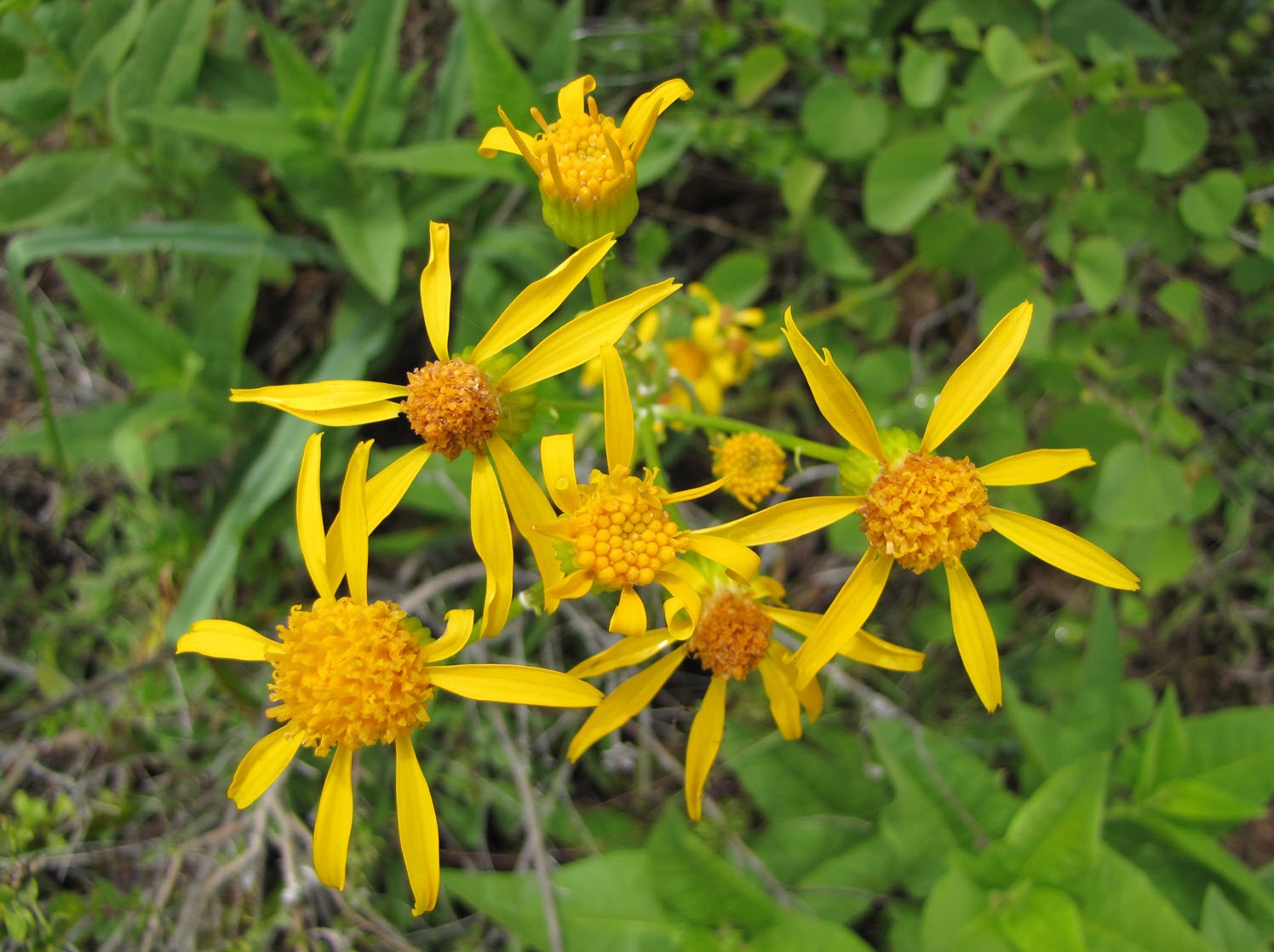Layne's butterweed 02