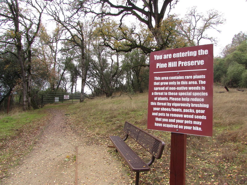 Pine Hill Preserve 04